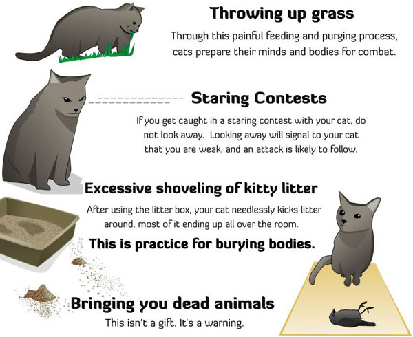 Is Your Cat Plotting to Kill You