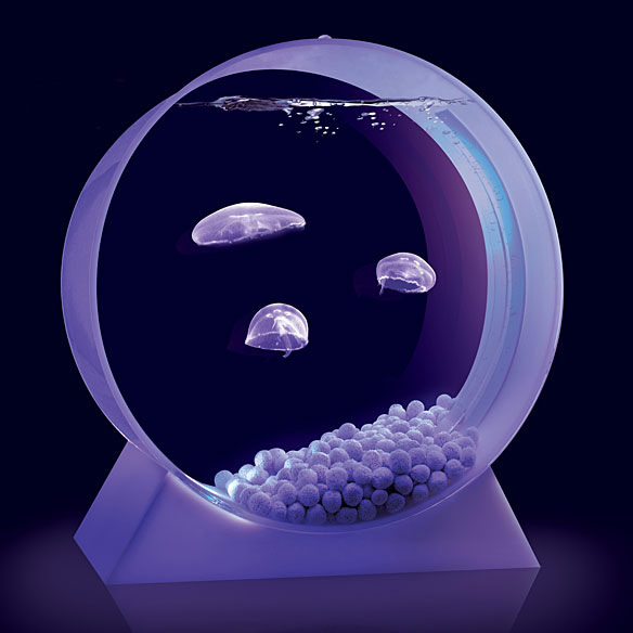 Jellyfish-Tank