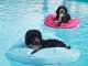 Kai Pet Pool Floats