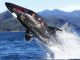 Killer Whale Designed Submarine