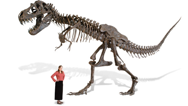 Life Size Tyrannosaurus Skeleton