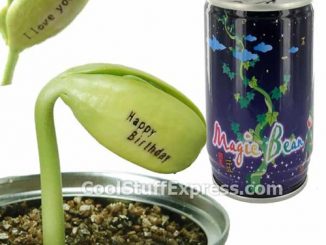 Magic Bean In A Can Message Plant