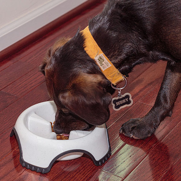 SkidStop Slow Feeding Dog Bowl