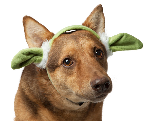 Star Wars Yoda Ears for Dogs