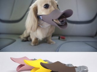 The Oppo Dog Muzzle Quack