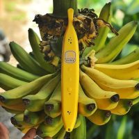 Wireless Bluetooth Banana Phone