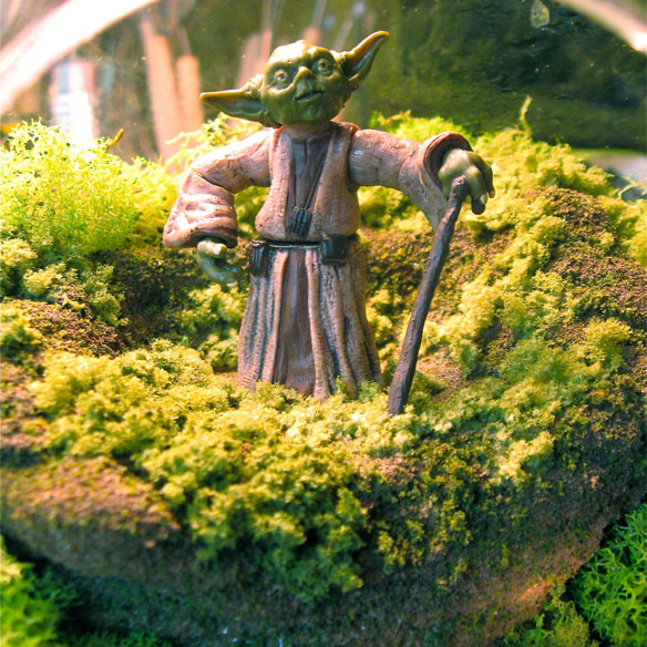 Yoda Terrarium