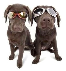 Doggles Dog Goggles