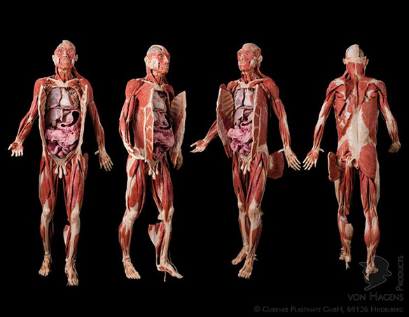 Plastinated Human Body